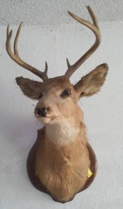lot 342 image: Deer Head Mount.