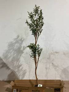 lot 146 image: Kazeila Artificial Olive Tree Tall Faux Silk Plant for Home Office Decor