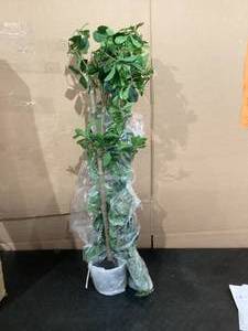lot 461 image: Faux Black Olive Tree, Tall Faux Trees Indoor with Natural Trunk and Realistic Leaves