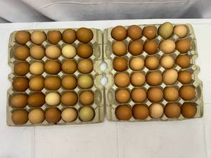 60 Free Range Eggs