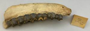 lot 63 image: Fossilized Oreodont Jaw Bone 16