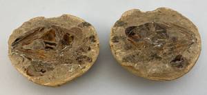 lot 64 image: Fossilized Fish Head 5 L x 3 T x 4W