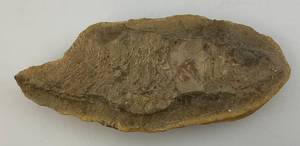 lot 65 image: Fossilized Fish Head 6 12 x 2 34