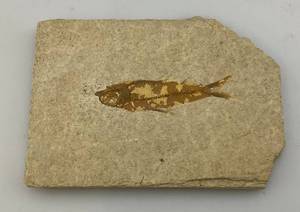lot 66 image: Fossilized Fish  6 14 x 4 12 x 12