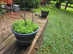 lot 97 image: Lot of 2 Large Matching Planters - Filled with dirt and Heavy