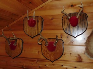 Set of 4 Whitetail Antler Mounts