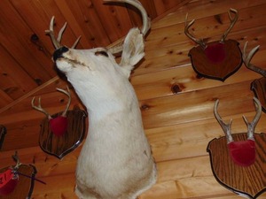 Whitetail Deer Shoulder Mount