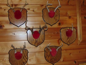 Set of 6 Whitetail Deer Antler Mounts
