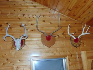 Set of 3 European and Antler Mounts