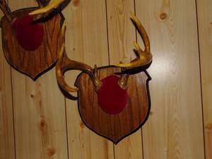 Lot of 3 Whitetail Deer Antler Mounts