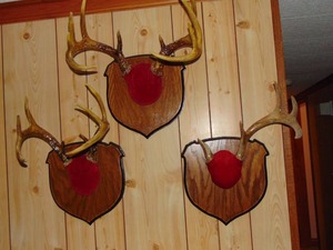 Set of 3 Whitetail Deer Antler Mounts