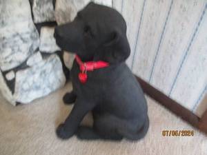 lot 1 image: Sand Cast Black Lab Puppy Statue with red collar 16- tall