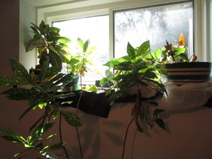 lot 394 image: House Plants, 5