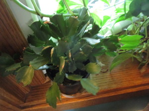 lot 418 image: House Plants, 8