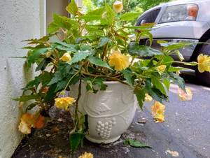 lot 35 image: VIntage Ceramic Grape Leaf Planter