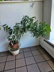 lot 51 image: Plant Rehoming Group A