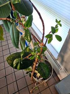 lot 53 image: Orphaned Rubber Fig Plant