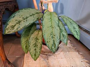 lot 52 image: Plant Rehoming Group B