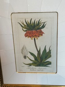 Framed Botanical Print