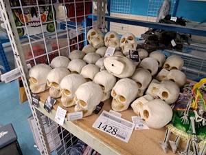 lot 1428 image: Lot of (30) Assorted Halloween Dcor Props - Skulls