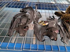 lot 1447 image: Lot of (2) Halloween Dcor Props - Bats
