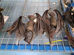 lot 1449 image: Lot of (2) Halloween Dcor Props - Bats
