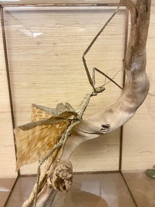 lot 21 image: LARGE Walking Stick Insect Specimen wDisplay Case - New Guinea - Phasma Reinwardfii 