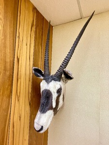 lot 34 image: Large Genuine African Oryx Taxidermy Mount