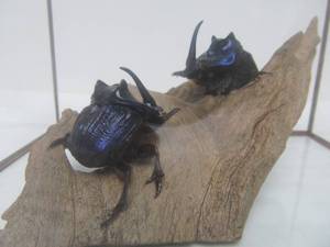 lot 19 image: LARGE Megaphanaeus Lancifer Dung Beetle - Mexico - Insect Specimens in Glass Case