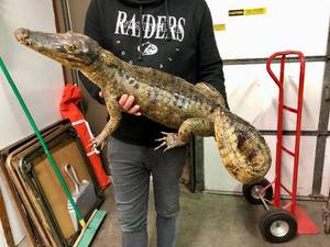 lot 9 image: Genuine Taxidermy Juvenile Alligator or Crocodile