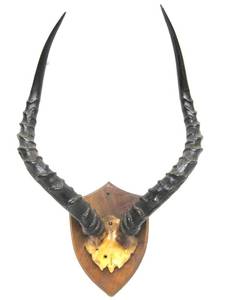 lot 33 image: Genuine Southern Africa Impala Horn Mount