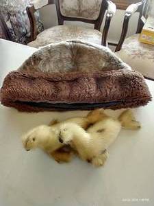 lot 28 image: Fur Cap & (2) Fur Seals