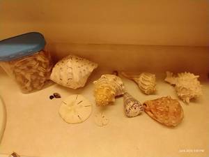 lot 190 image: Large Intact Sea Shell Lot - Beautiful