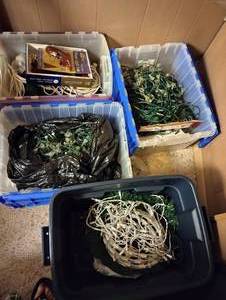 lot 669 image: Four Totes Holiday Lights- Older & Newer Styles w Lit Garland