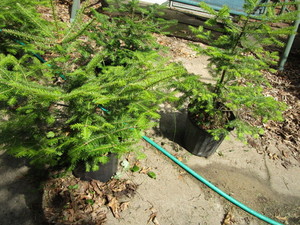 Balsam Fir Trees