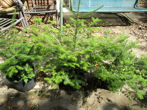 Balsam Fir Trees