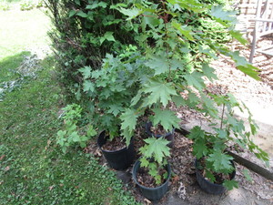 Sugar Maple Trees