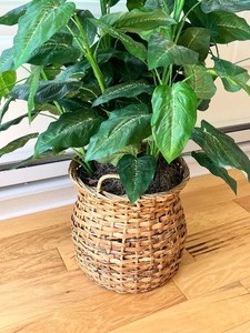 lot 17 image: Beautiful Faux Plant in Rattan Pot