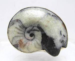 lot 17 image: Large Sterling Silver Fossil Brooch 