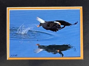 lot 66 image: Bold Eagles Unframed Photographic Prints by Phil Sauer