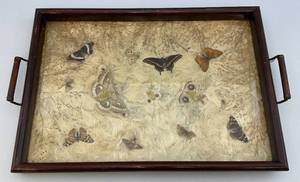 Vintage Glass & Wood Serving Tray With Misc. Butterflies & Moths 15 x 23