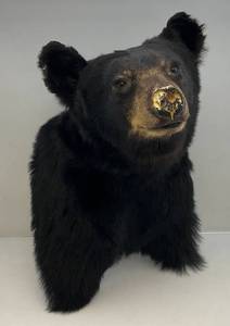 Vintage Bear Head & Shoulder Mount (Needs Some Repair)