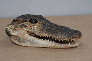 lot 5 image: Taxidermy Florida Alligator Head