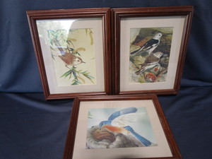 Bird Prints, Framed