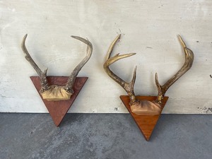 Deer Antlers
