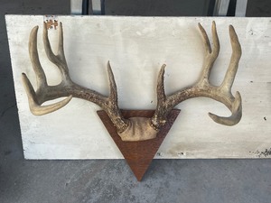 Deer Antlers