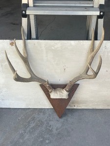 Mule Deer Antlers