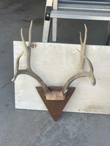 Mule Deer Antlers