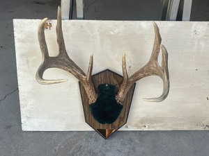 Whitetail Deer Antlers