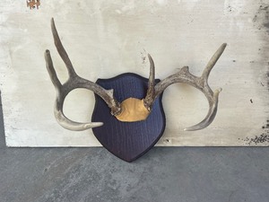 Whitetail Deer Antlers